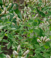 Mäta jablčná - Mentha rotundifolia - semená - 50 ks