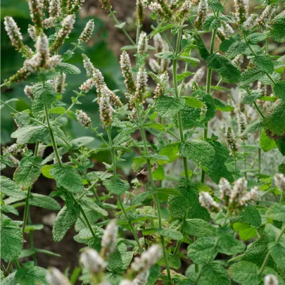 Mäta jablčná - Mentha rotundifolia - semená - 50 ks