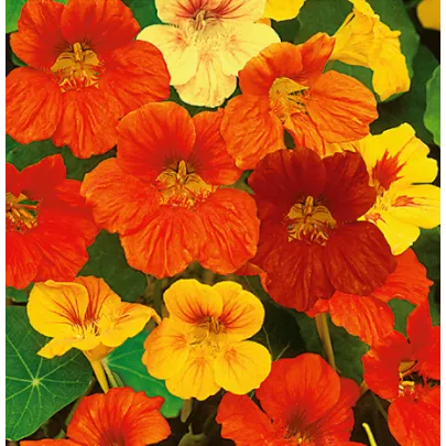 Kapucínka zmes farieb - Tropaeolum majus nanum - semená - 10 ks