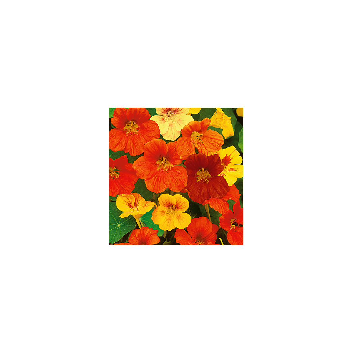 Kapucínka zmes farieb - Tropaeolum majus nanum - semená - 10 ks