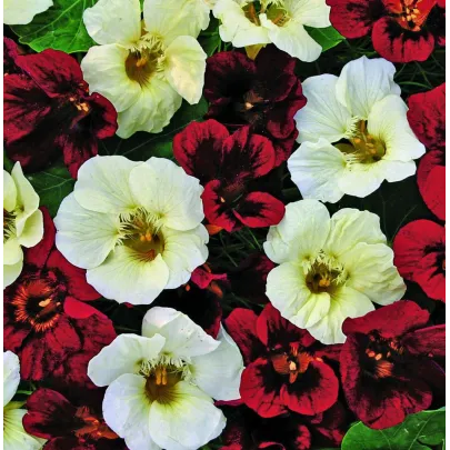 Kapucínka nízka Ebony And Ivory - Tropaeolum Minus - semená - 15 ks