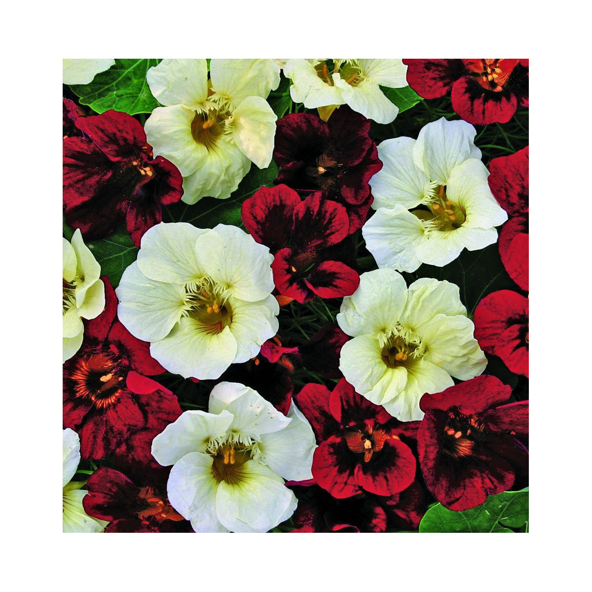 Kapucínka nízka Ebony And Ivory - Tropaeolum Minus - semená - 15 ks