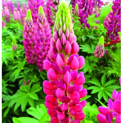Vlčí bôb - Lupina mnoholistá Lupini Red - Lupinus polyphyllus - semená - 15 ks
