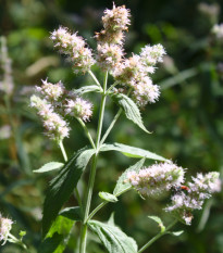 Mäta dlholistá - Mentha longifolia - semená - 100 ks