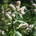 Mäta dlholistá - Mentha longifolia - semená - 100 ks