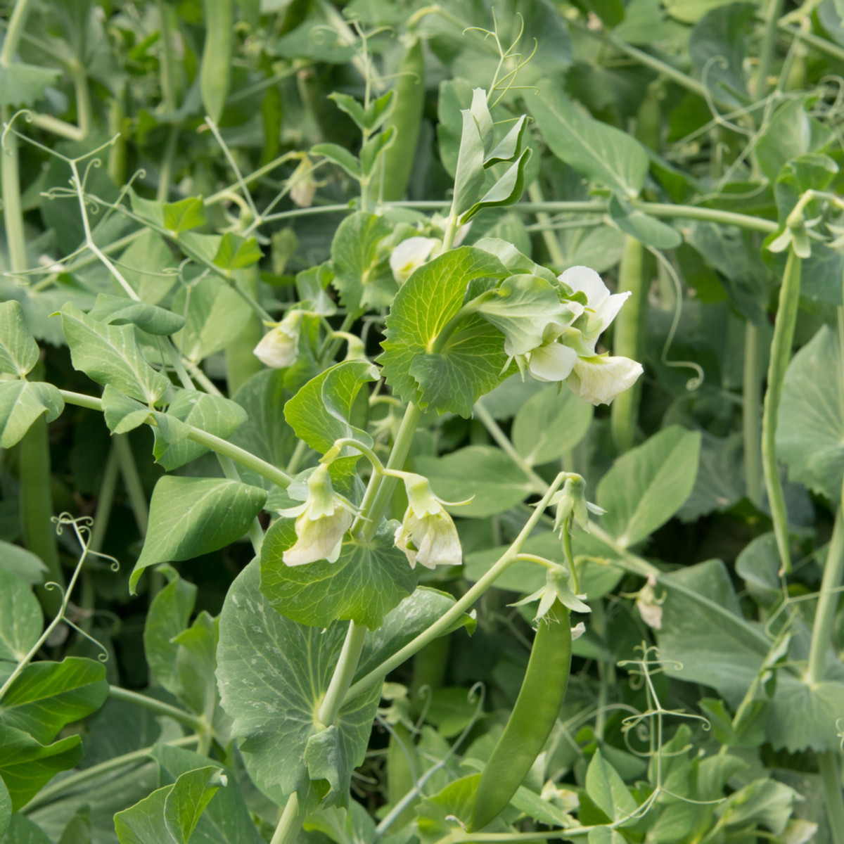 BIO Hrach cukrový Ambrosia - Pisum sativum - predaj bio semien - 10 g