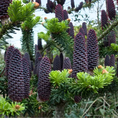 Jedľa Fáberova - Abies fabri - semená - 7 ks