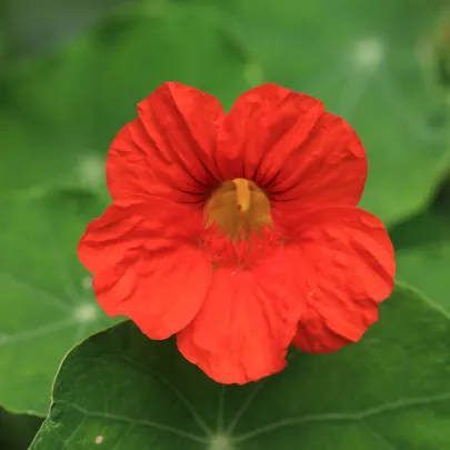 Kapucínka Jewel Cherry Rose - Tropaeolum Minus - semená - 10 ks