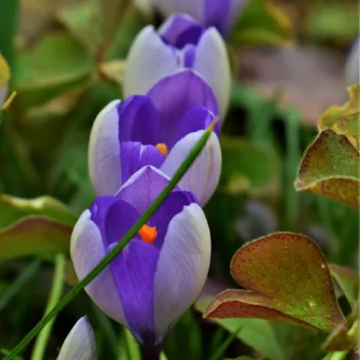 Krókus Yalta - Crocus sativus - cibuľoviny - 3 ks