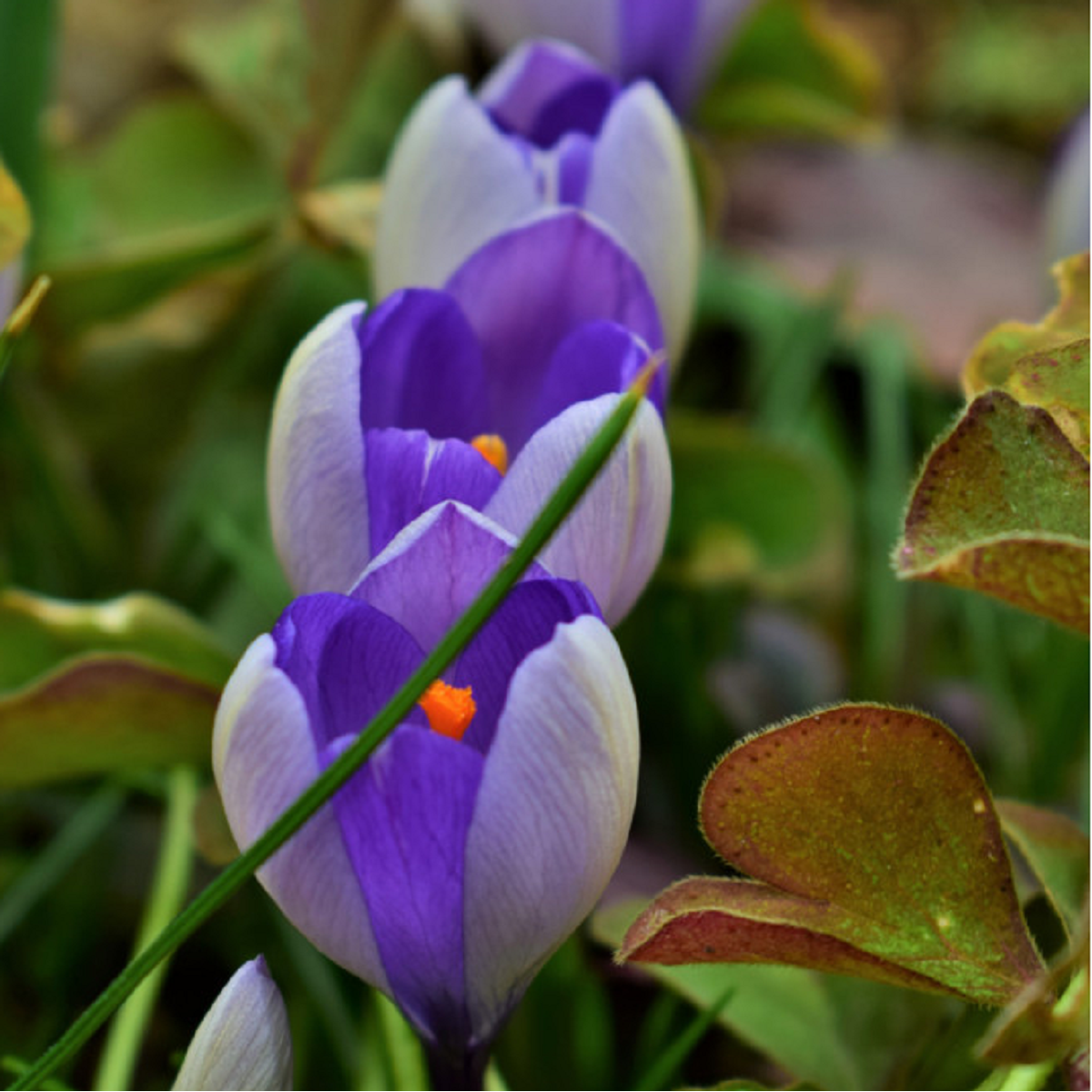 Krókus Yalta - Crocus sativus - cibuľoviny - 3 ks