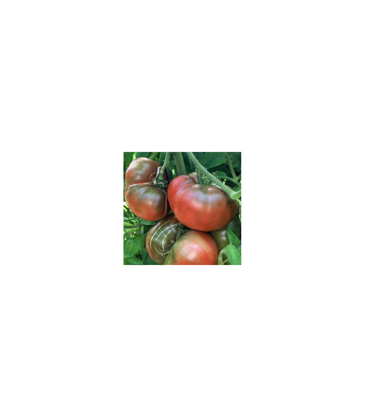 Rajče černé - semena rajčat - 6 ks