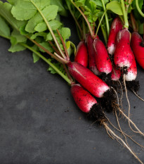 BIO Reďkovka Francúzske raňajky - Raphanus sativus - bio semená - 80 ks