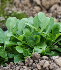 BIO Valeriánka poľná Elan - Vallerianella locusta - bio semená - 100 ks