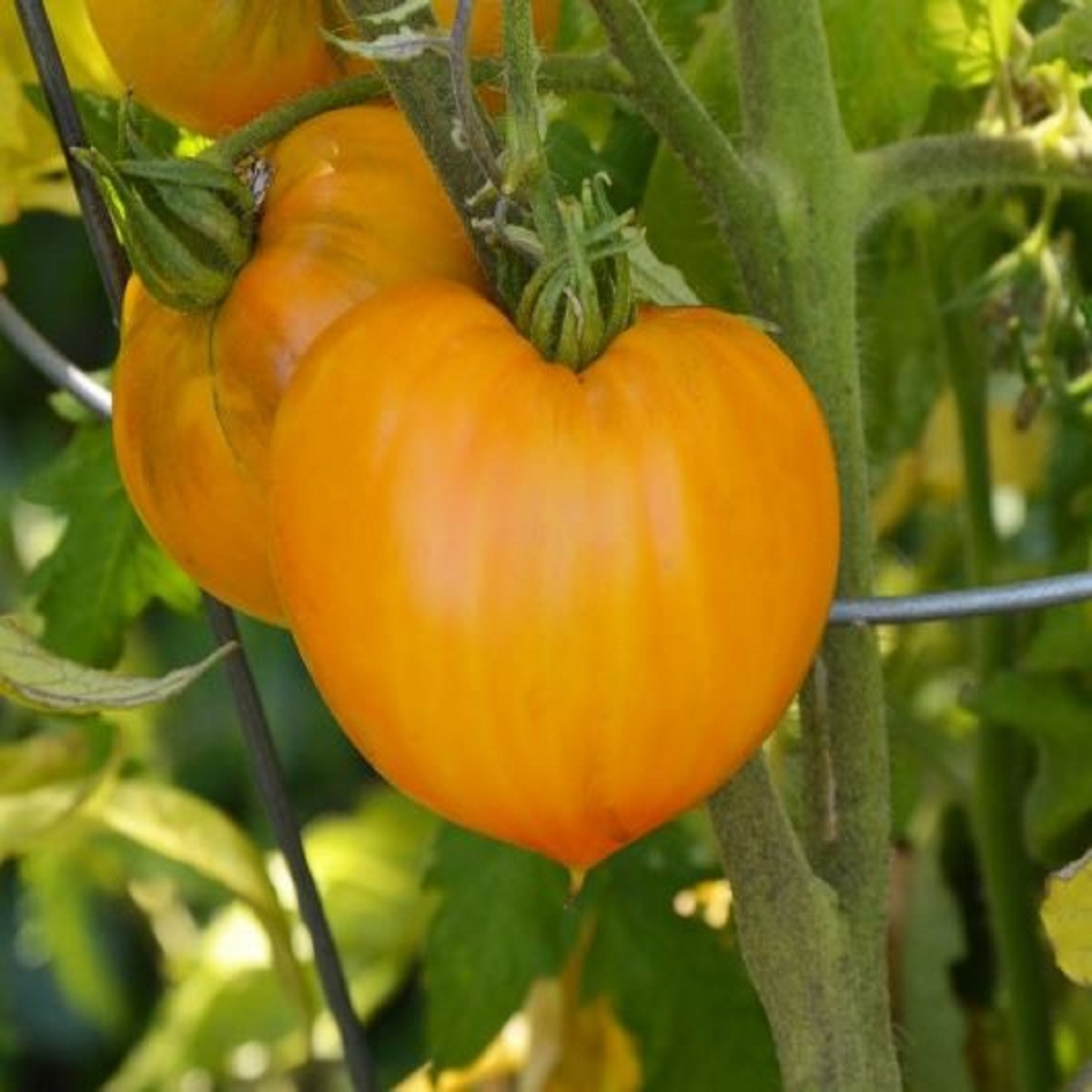 Paradajka - oranžová jahoda - semená - 6 ks