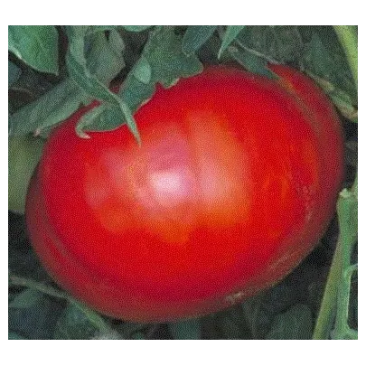 Paradajka - Verte neverte - semená - 6 ks