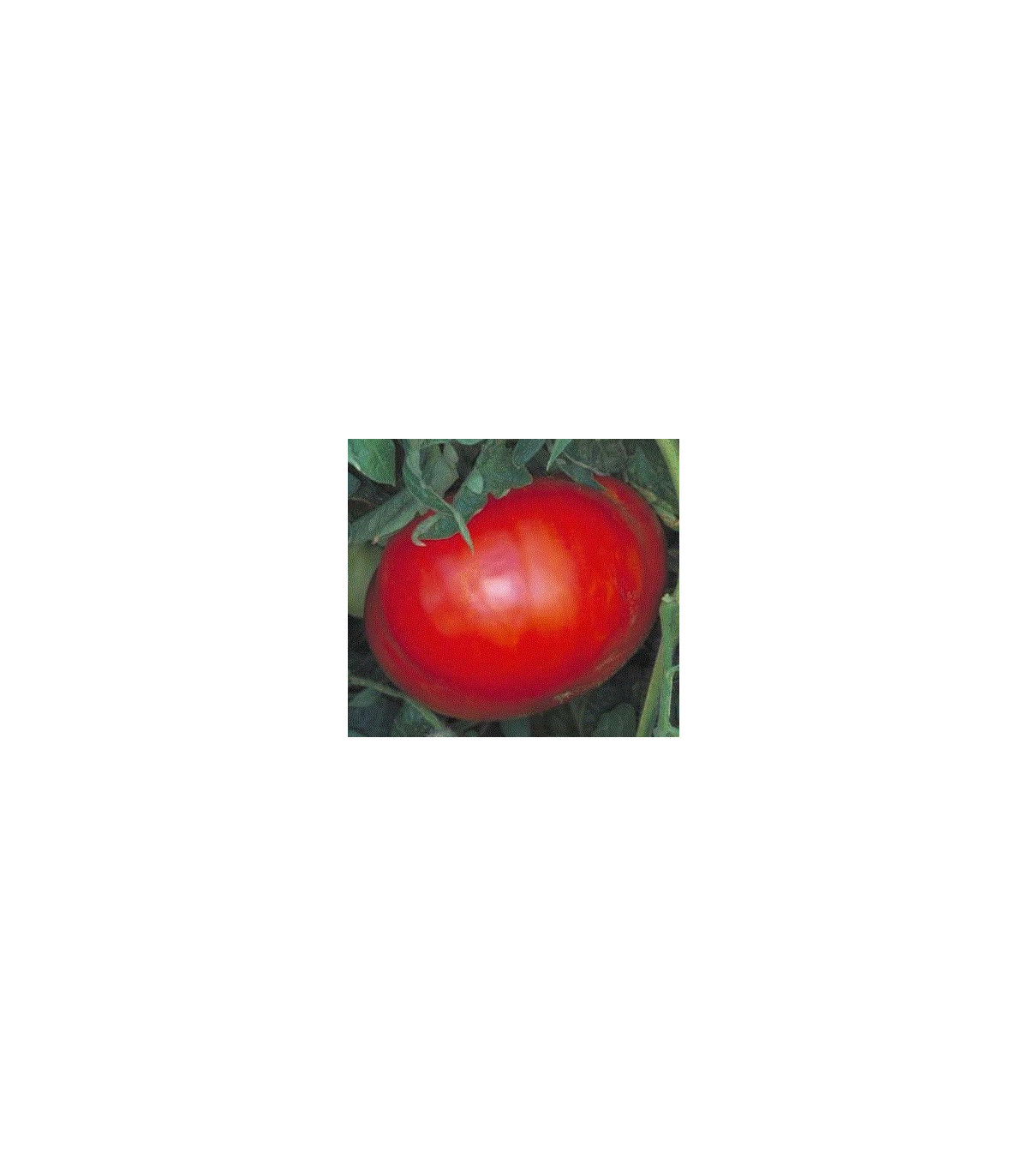Rajče - Věřte nevěřte - semena rajčat - 6 ks
