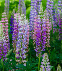 Vlčí bôb Hartwegov - Lupina Pixie Delight - Lupinus hartwegii - semená - 15 ks