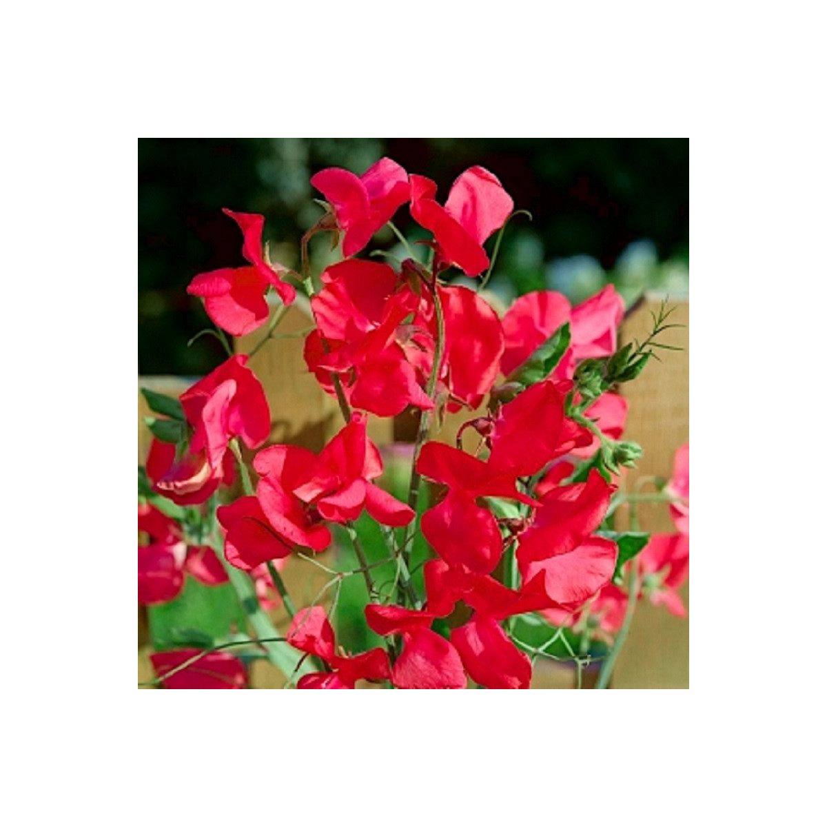 Hrachor voňavý kráľovský Scharlach - Lathyrus odoratus - semená - 16 ks