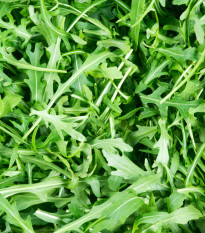 BIO divoká rukola úzkolistá - Wild rocket - Diplotaxis tenuiflora - bio semená - 250 ks