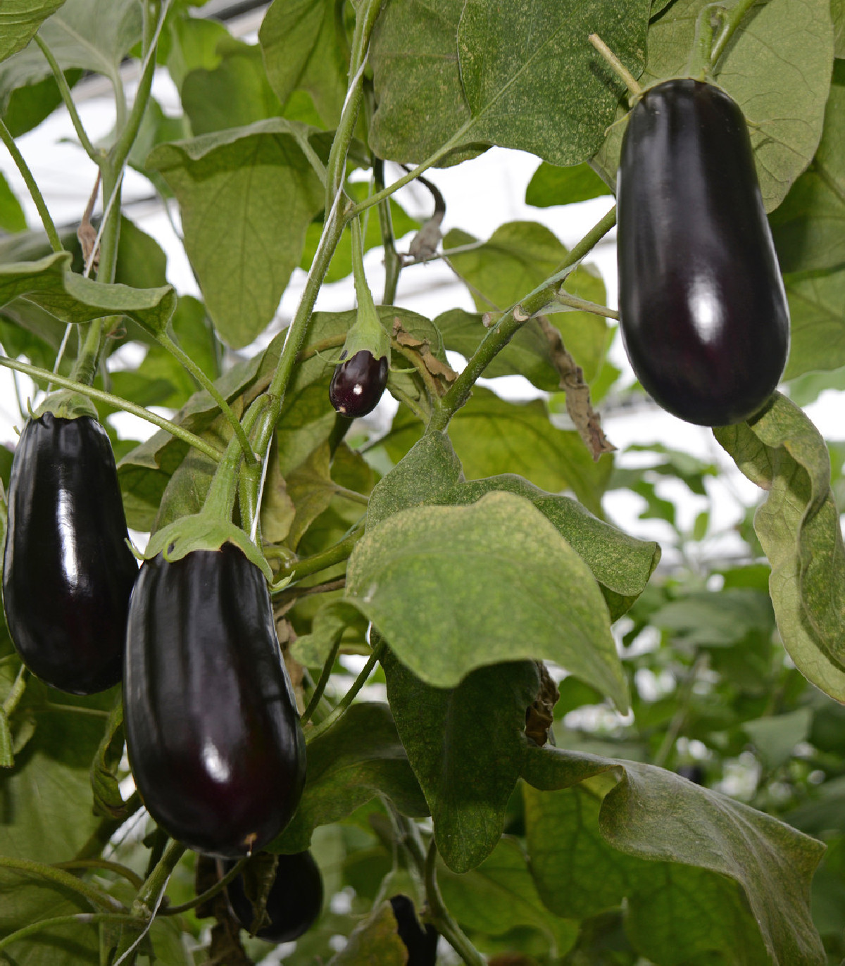 Semena baklažánu – Baklažán český skorý – Solanum melongena