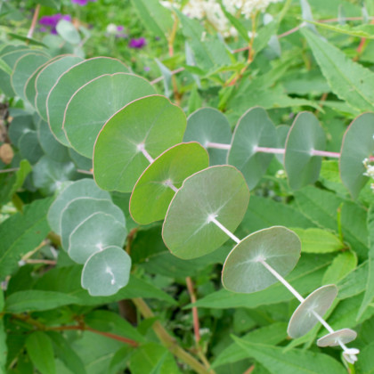 Eukalyptus Alba - Eucalyptus Alba - semená - 9 ks