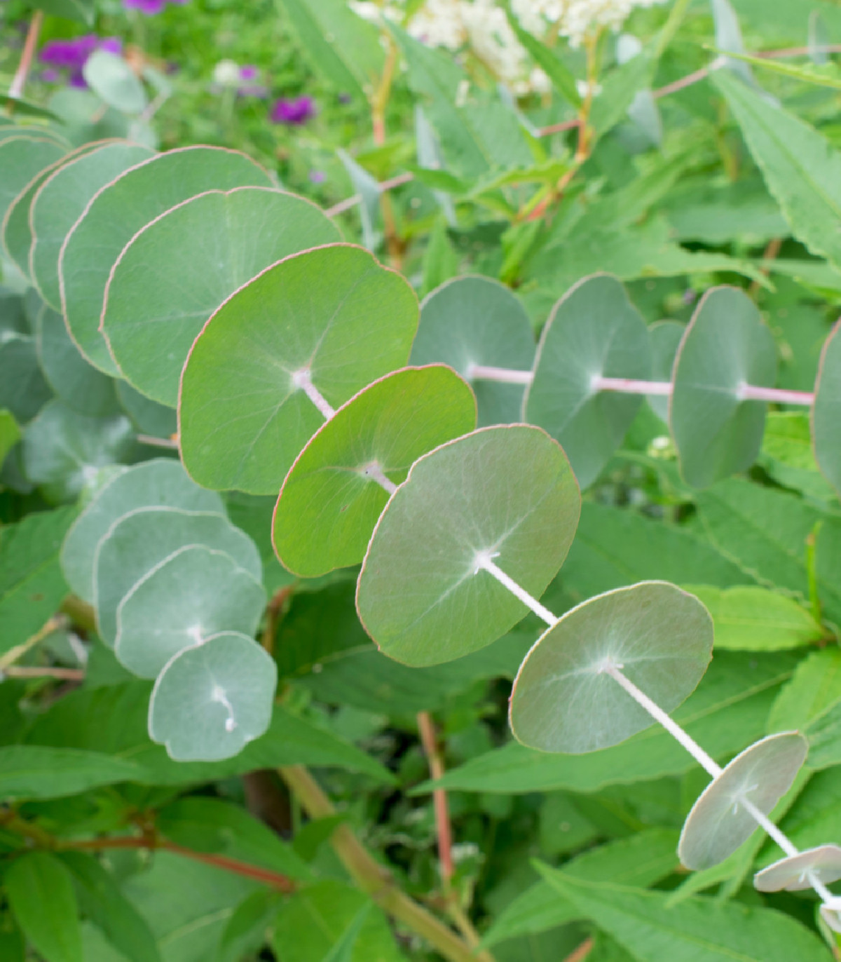 Eukalyptus Alba - Eucalyptus Alba - semená - 9 ks