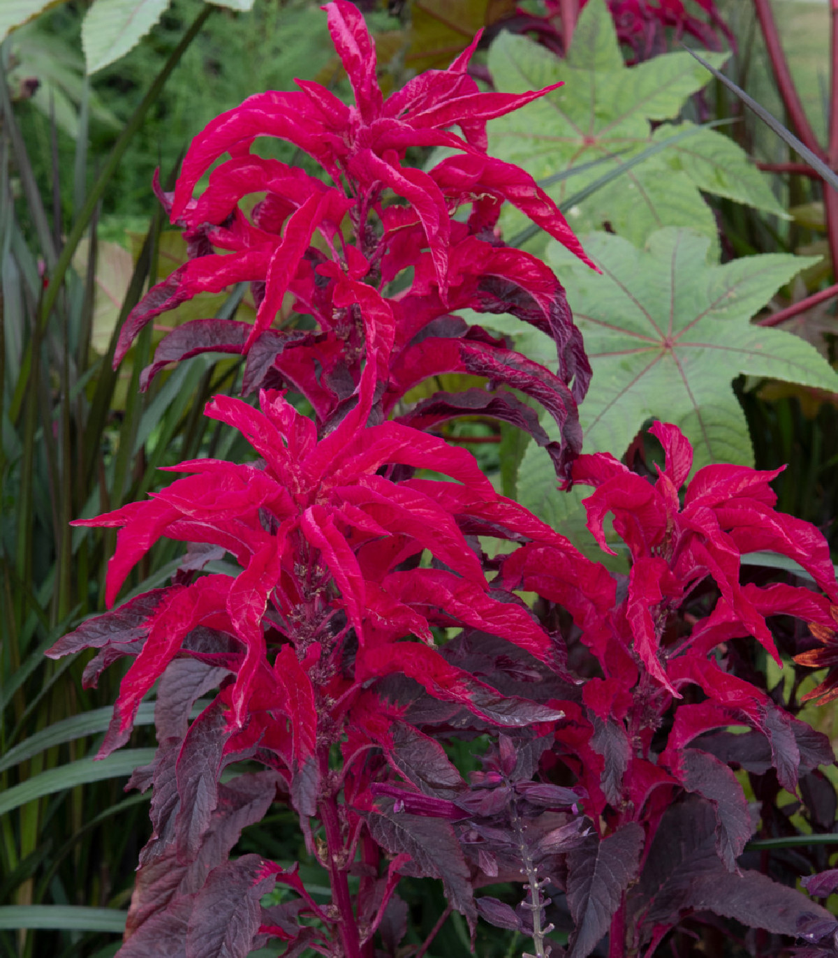 Láskavec trojfarebný červený - Amaranthus tricolor - semená - 270 ks