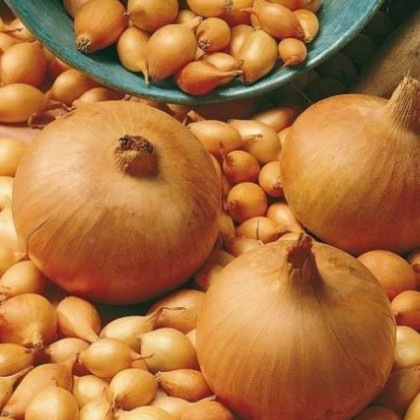 Cibuľa kuchynská Sturon - semená - 250 ks - Allium cepa