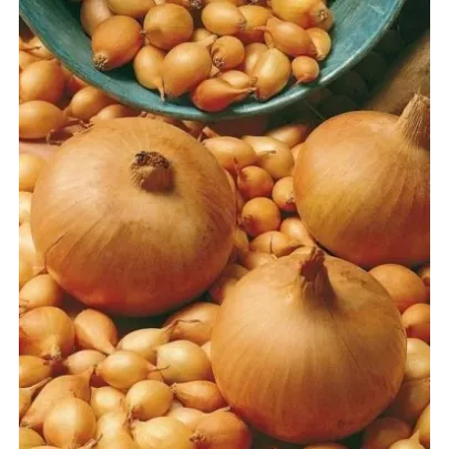 Cibuľa kuchynská Sturon - Allium cepa - semená - 250 ks