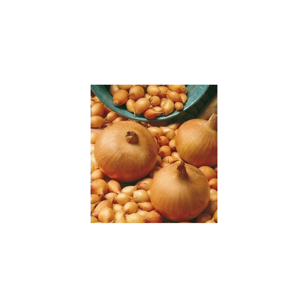 Cibuľa kuchynská Sturon - Allium cepa - semená - 250 ks