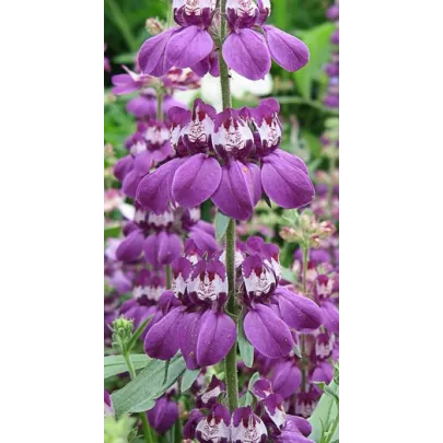 Kolinsia rôznolistá Bicolor - Collinsia heterophylla - semená - 10 ks