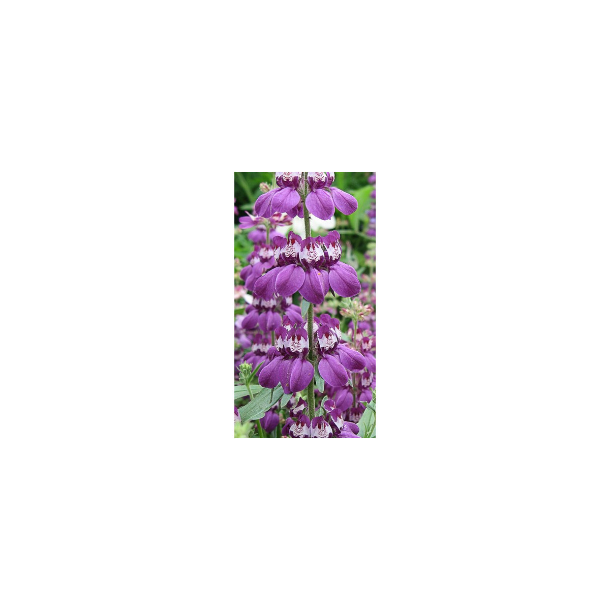 Kolinsia rôznolistá Bicolor - Collinsia heterophylla - semená - 10 ks