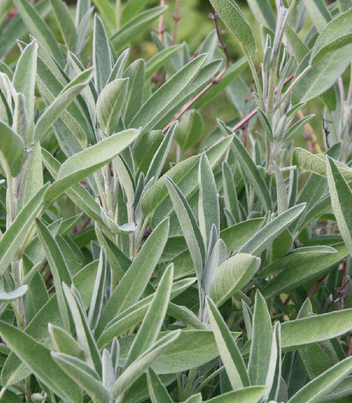 BIO Šalvia lekárska - Salvia officinalis - bio semená šalvie - 30 ks