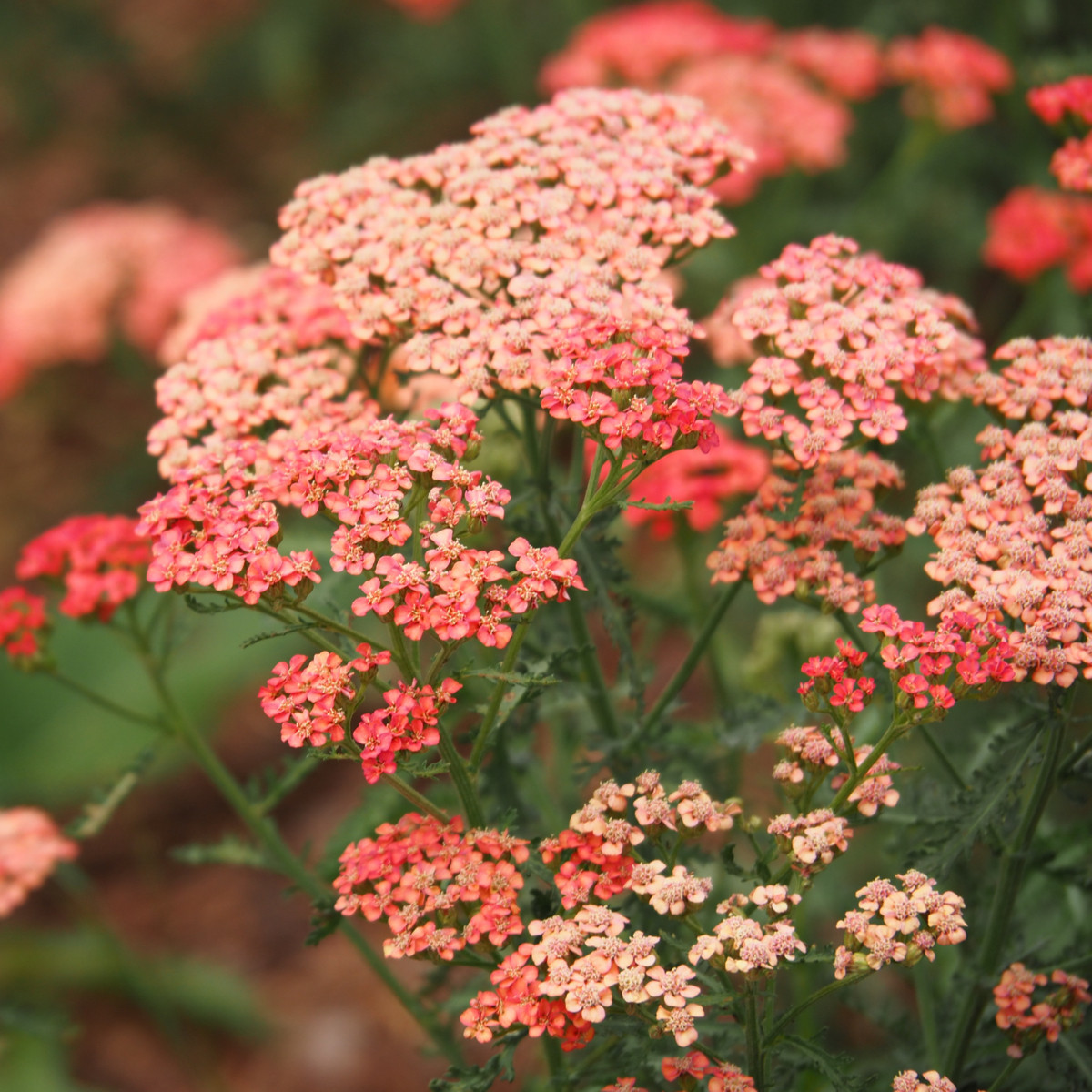 Rebríček túžobníkový Colorado Mix - Achillea millefolium - semená - 20 ks