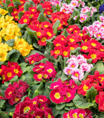 Prvosienka bezbyľová zmes farieb - Primula vulgaris - semená - 15 ks