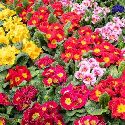 Prvosienka bezbyľová zmes farieb - Primula vulgaris - semená - 15 ks