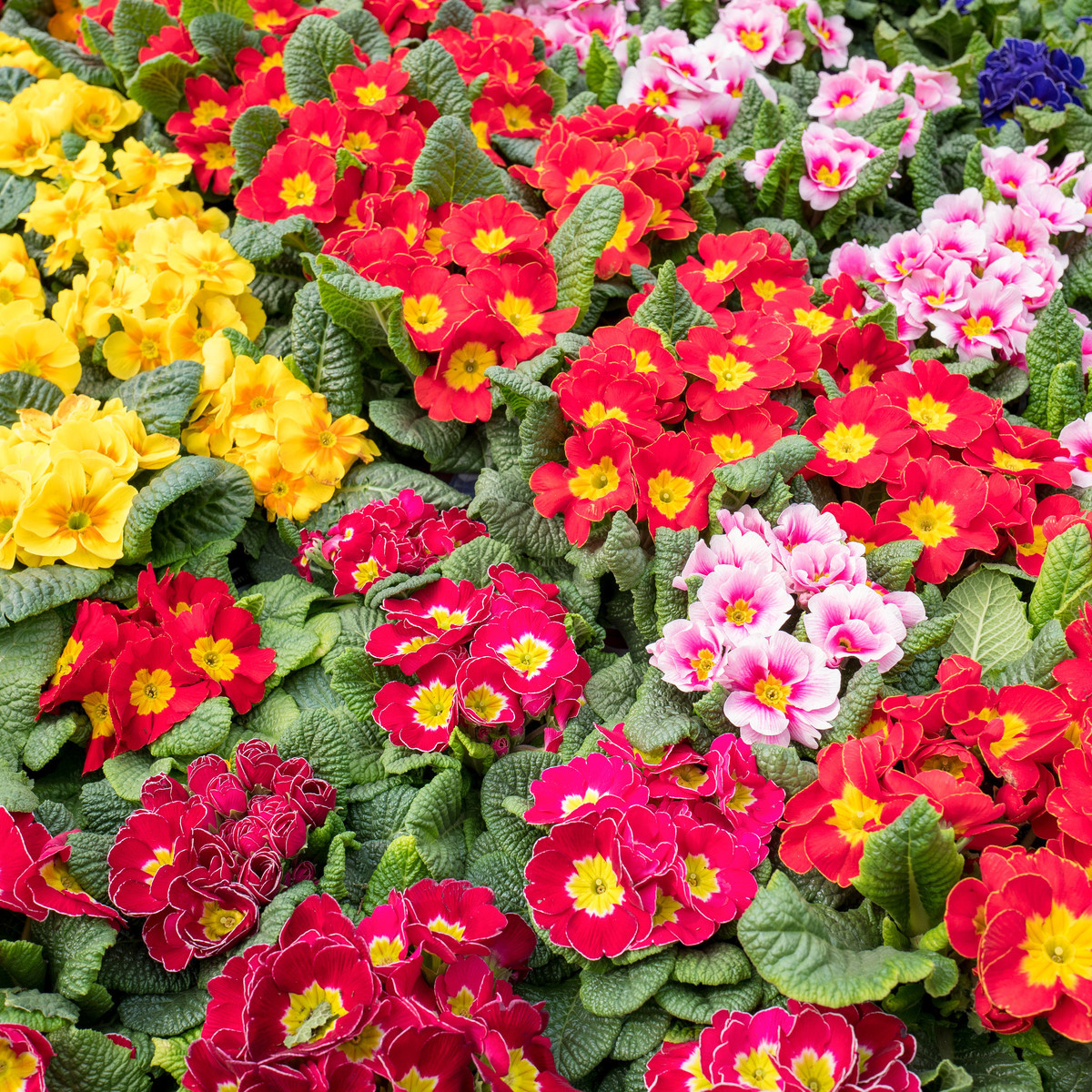 Prvosienka bezbyľová zmes farieb - Primula vulgaris - semená - 15 ks