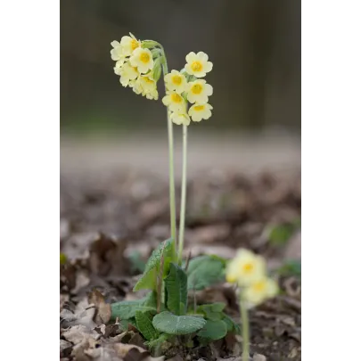 Prvosienka veľkokvetá Oxlip - Primula elatior - semená - 20 ks