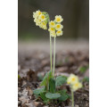 Prvosienka veľkokvetá Oxlip - Primula elatior - semená - 20 ks