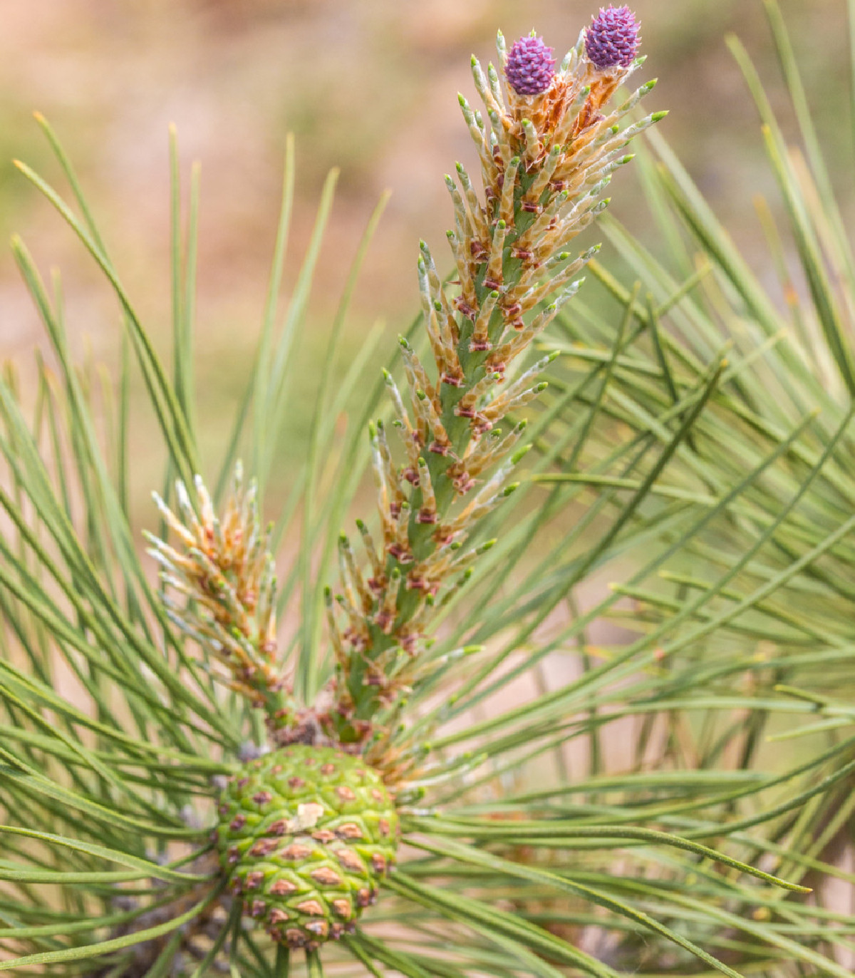 Borovica yunnan - Pinus yunnanensis - predaj semien borovice - 5 ks