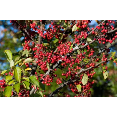 Arónia - Aronia arbutifolia - semená - 7 ks