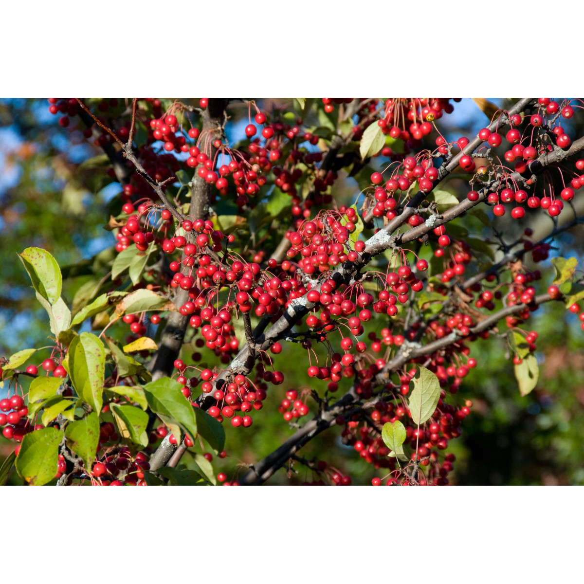 Arónia - Aronia arbutifolia - semená - 7 ks