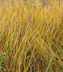 Ozdobná trstina - Gahnia filum - semená - 10 ks