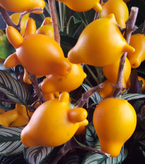 Solanum mammosum - Solanum mammosum - semená - 15 ks