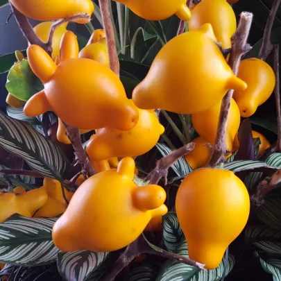 Solanum mammosum - Solanum mammosum - semená - 15 ks