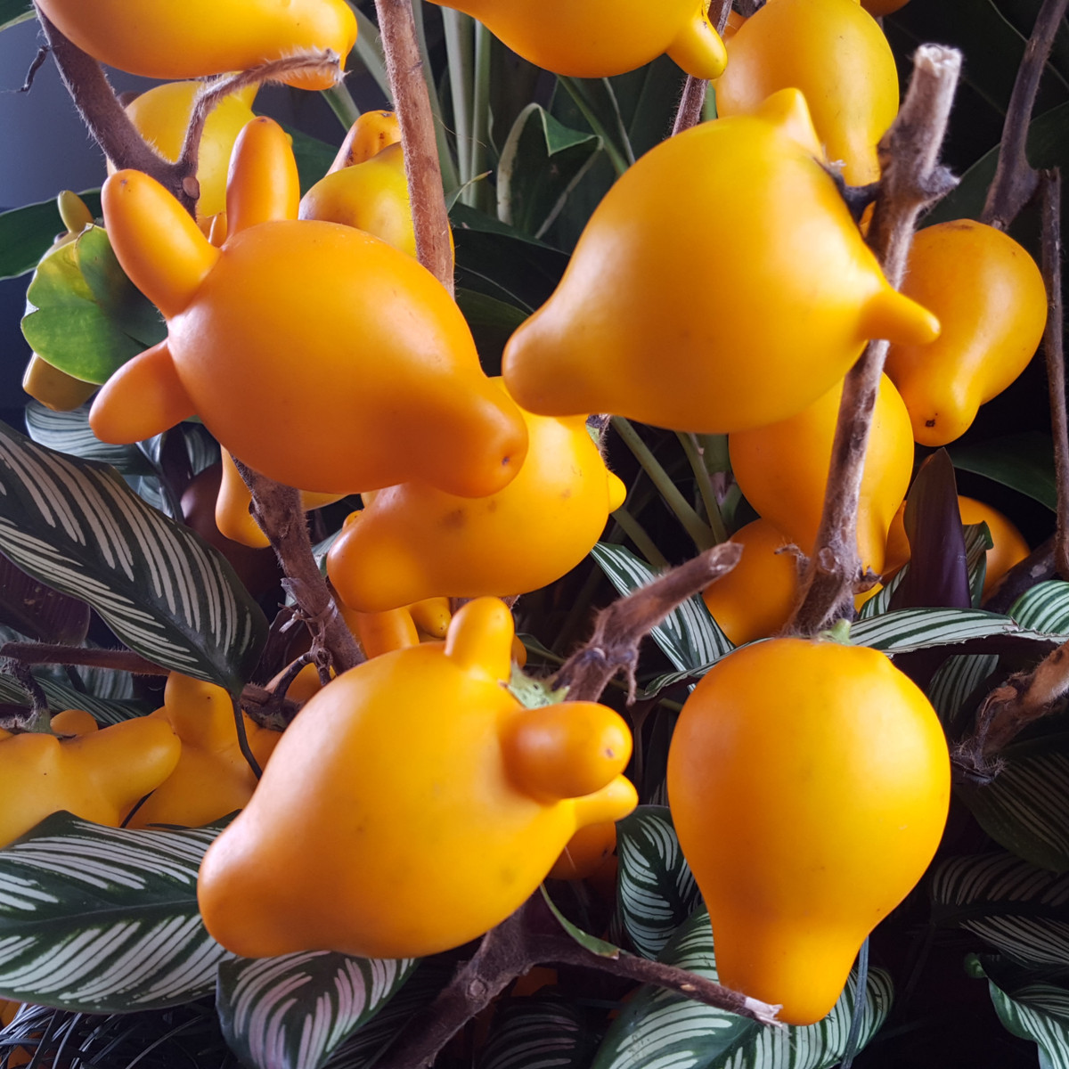 Solanum mammosum - Solanum mammosum - semená - 15 ks