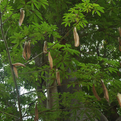 Vlnovec pětimužný - rostlina Kapok - osivo Kapoku - Ceiba pentandra - 4 ks