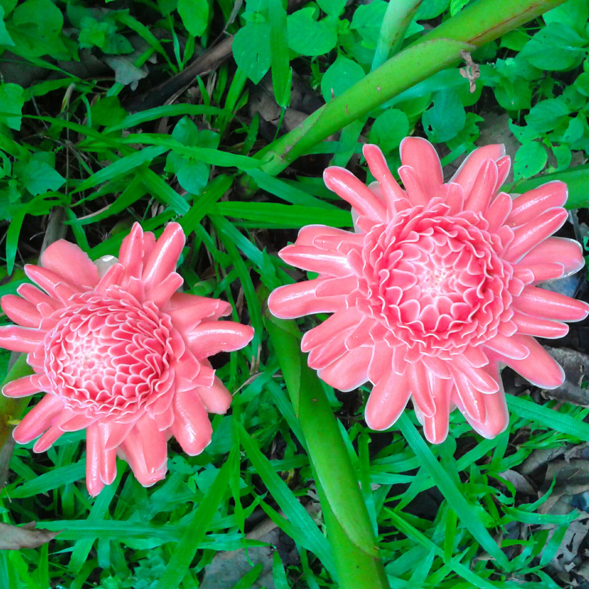 Zázvor ružový okrasný - Etlingera elatior - semená - 3 ks