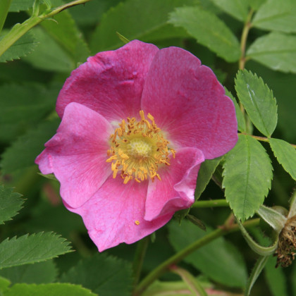 Ruža nutkanská - semená ruže - 5 ks - Rosa nutkana