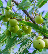 Indický Egreš - Phyllanthus emblica - semená - 8 ks